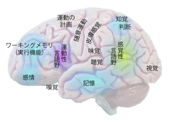 13: 感覚・知覚・認知の障害 | 知覚・認知心理学